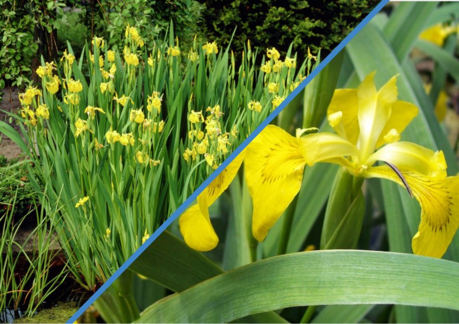 Ирис Сибирский Yellow Tail