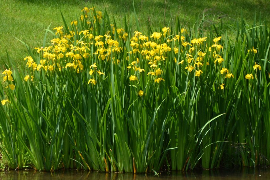 Ирис Сибирский Кембридж