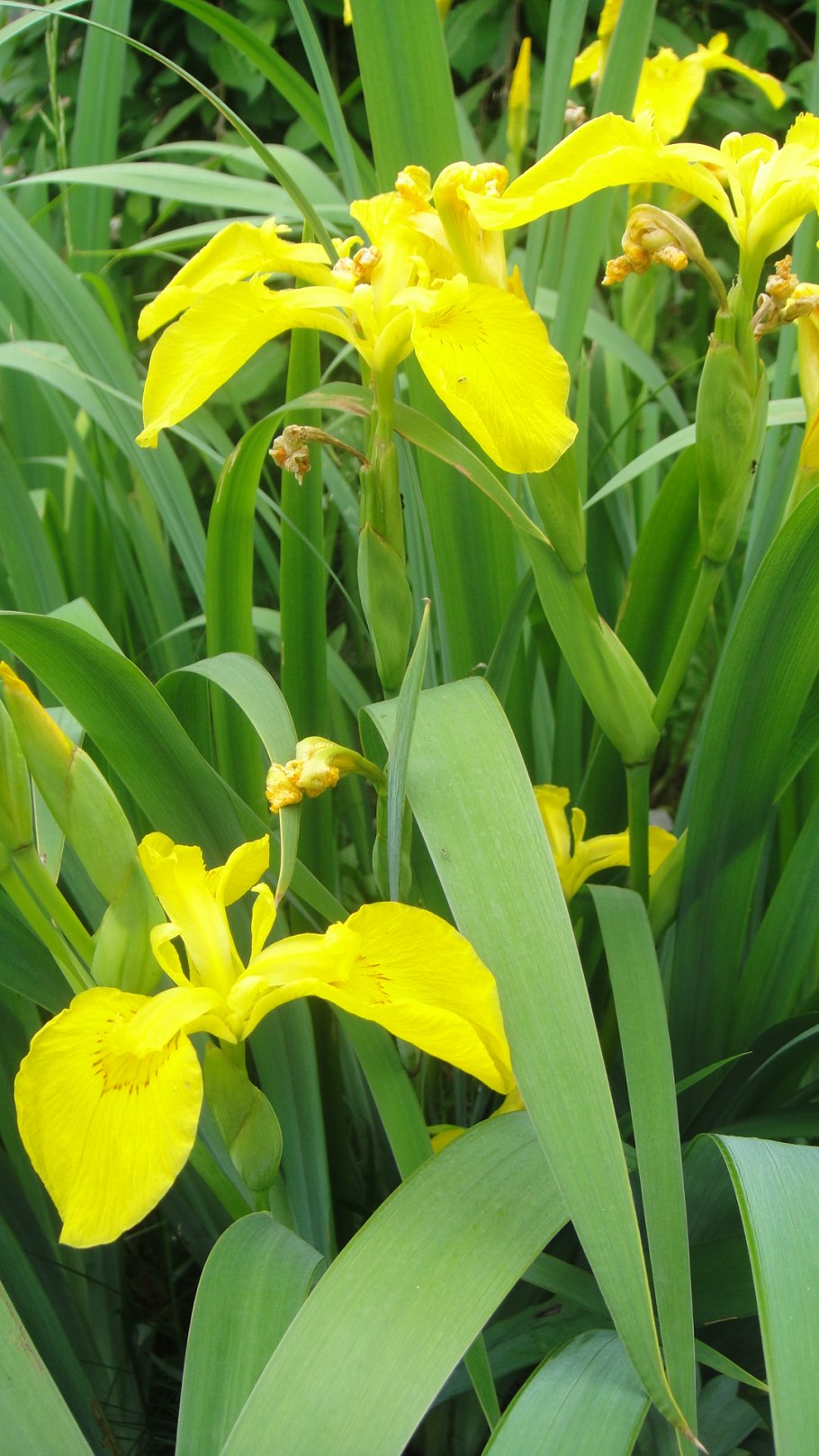 Ирис Сибирский "Moon Silk" (Iris sibirica)