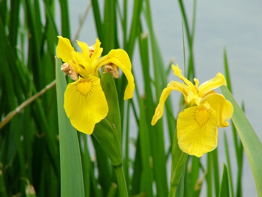 Ирис бородатый Йеллоу