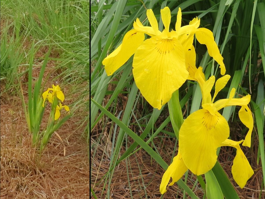 Ирис Сибирский хеликоптер