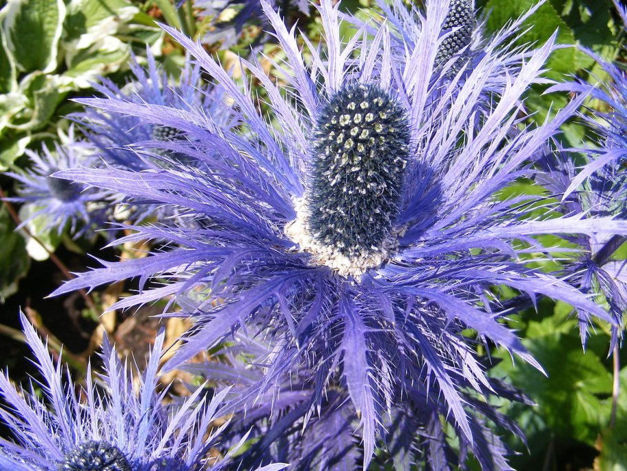 Синеголовник плосколистный Eryngium Planum