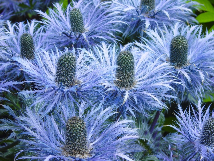 Синеголовник (Eryngium)