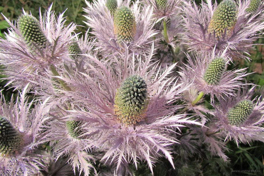 Eryngium alpinum, 'голубая звезда'