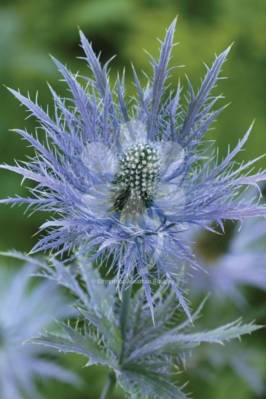 Синеголовник эрингиум