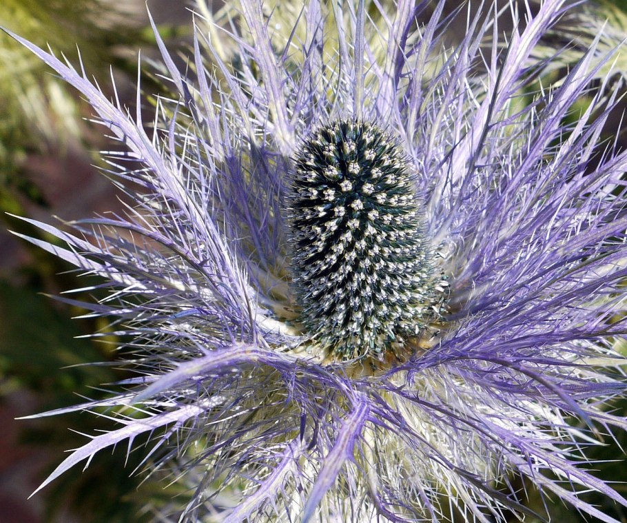 Синеголовник Бугатти
