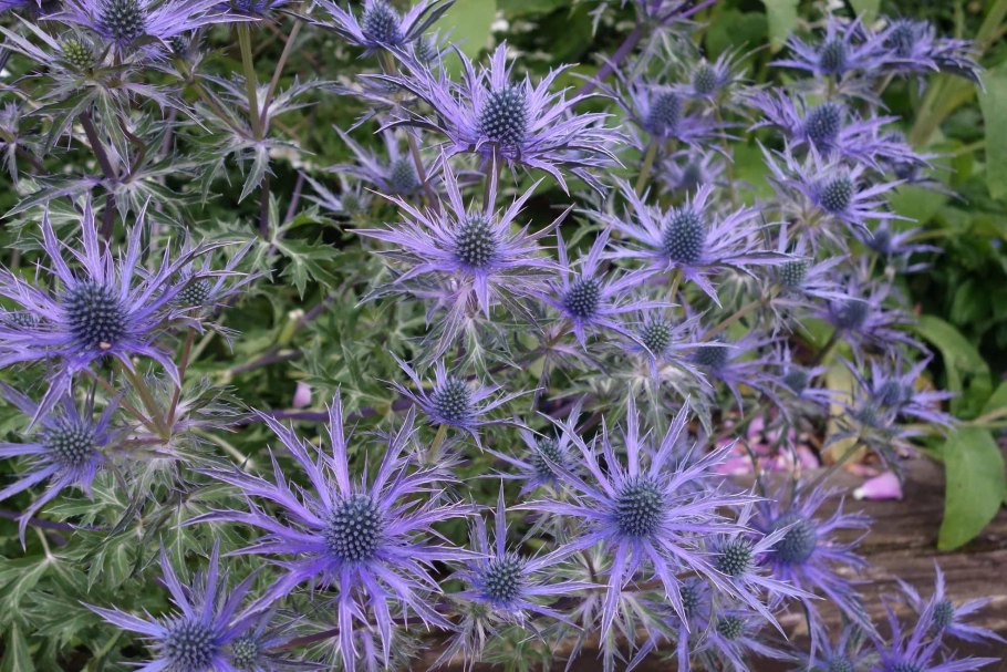 Синеголовник плосколистный Eryngium Planum