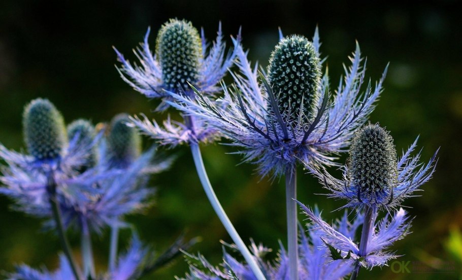 Eryngium alpinum Blue Star