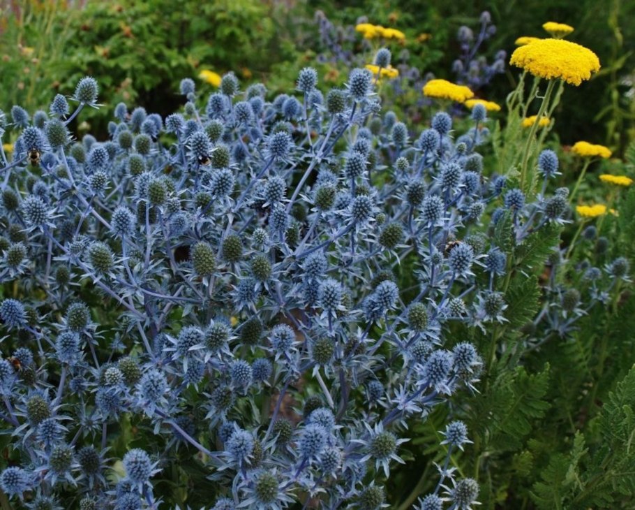 Синеголовник Альпийский