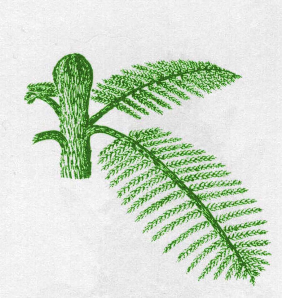 Вальхия растение