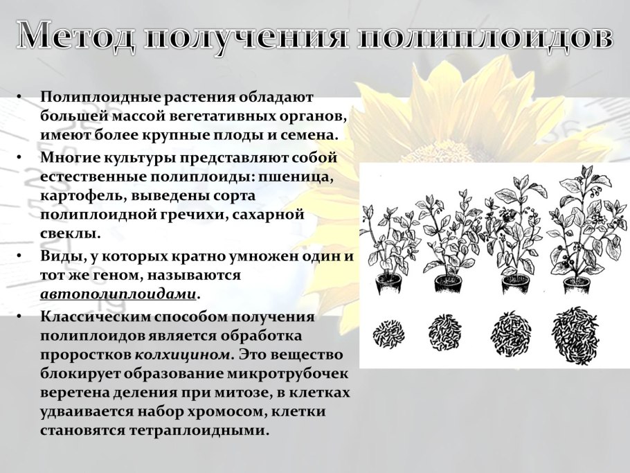 Полиплоидные Сотра CF[fhyjq cdtrks