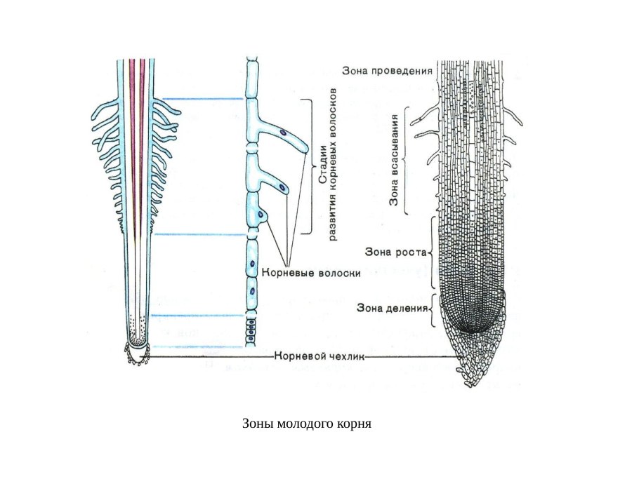Зоны корня зона деления роста всасывания проведения