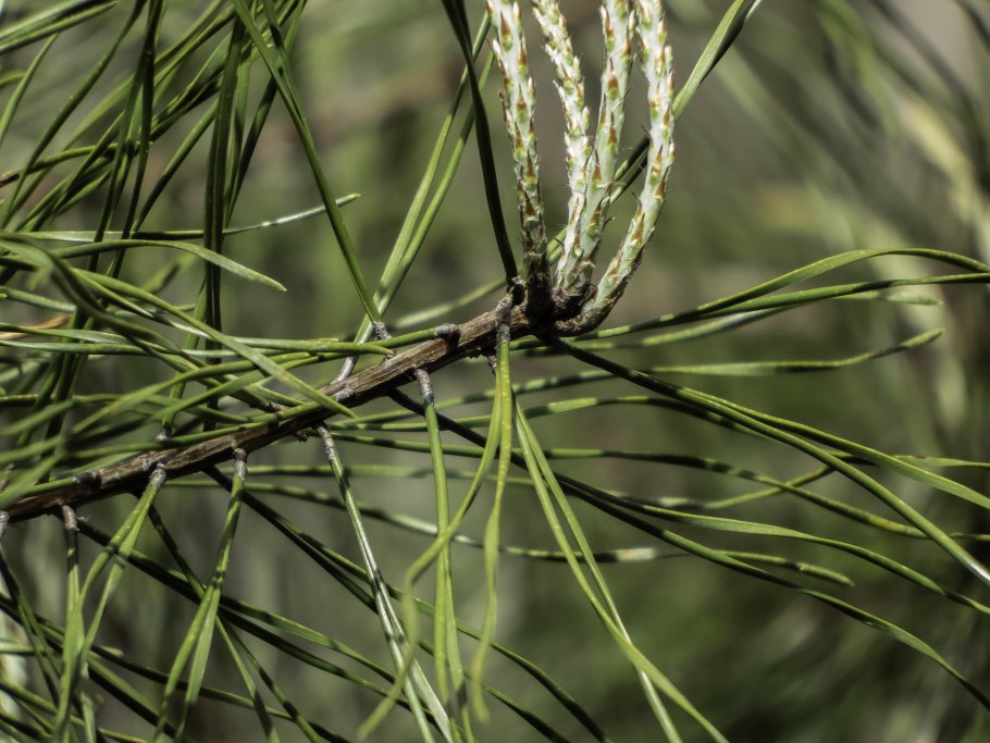 Вольциевые растения