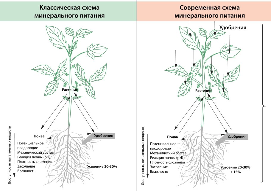 Корневое питание растений схема