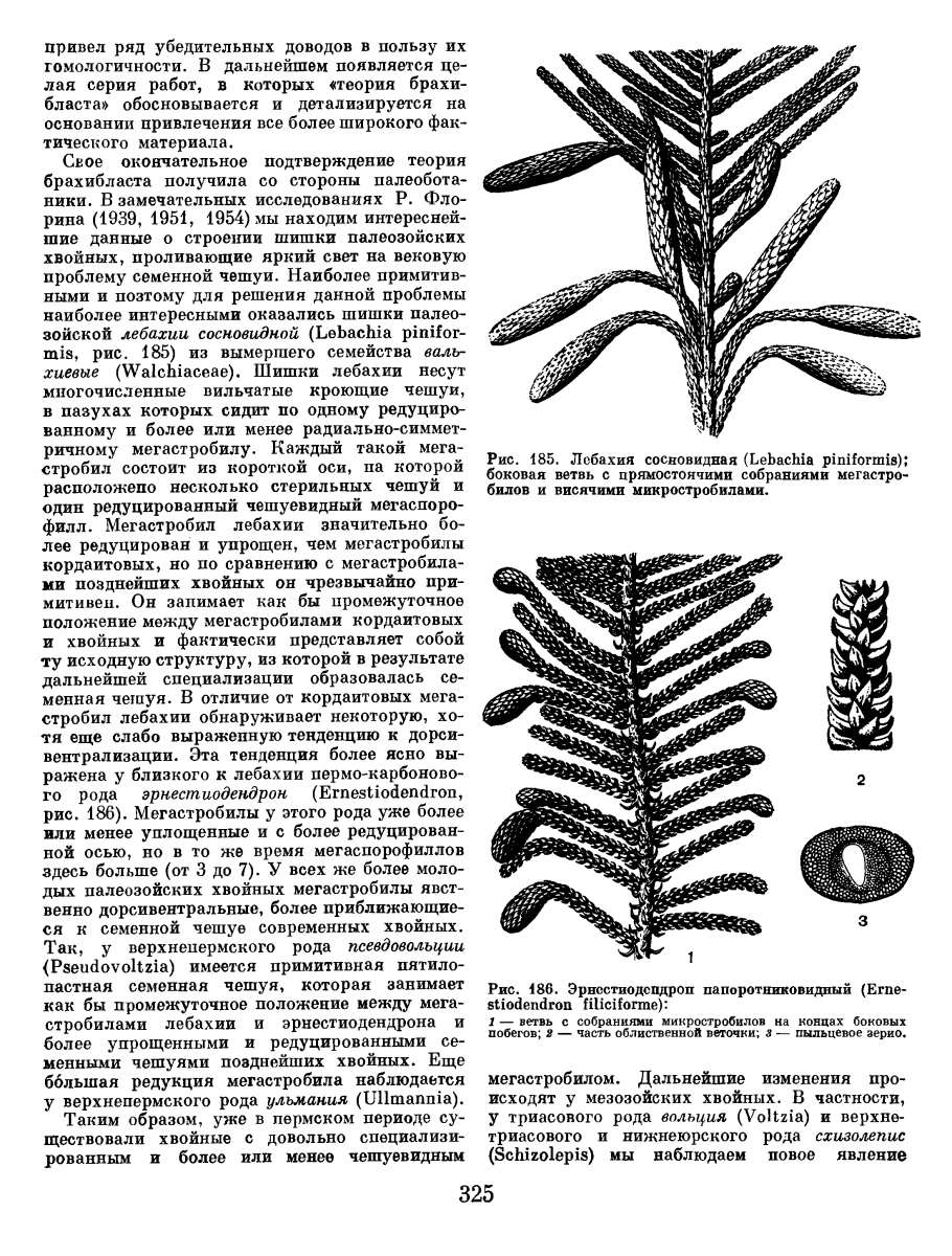 Лебахия растение