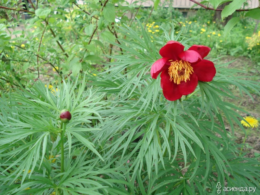 Пион тонколистный махровый Рубра плена