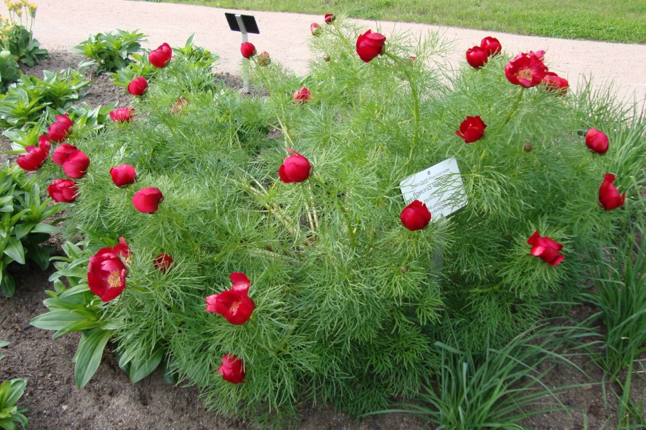 Пион узколистный