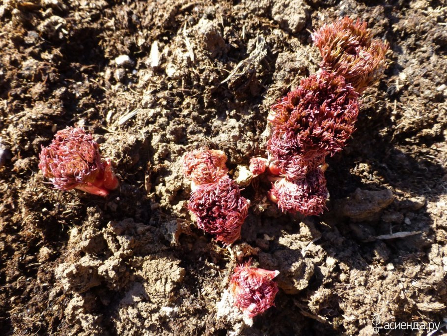 Пион тонколистный махровый