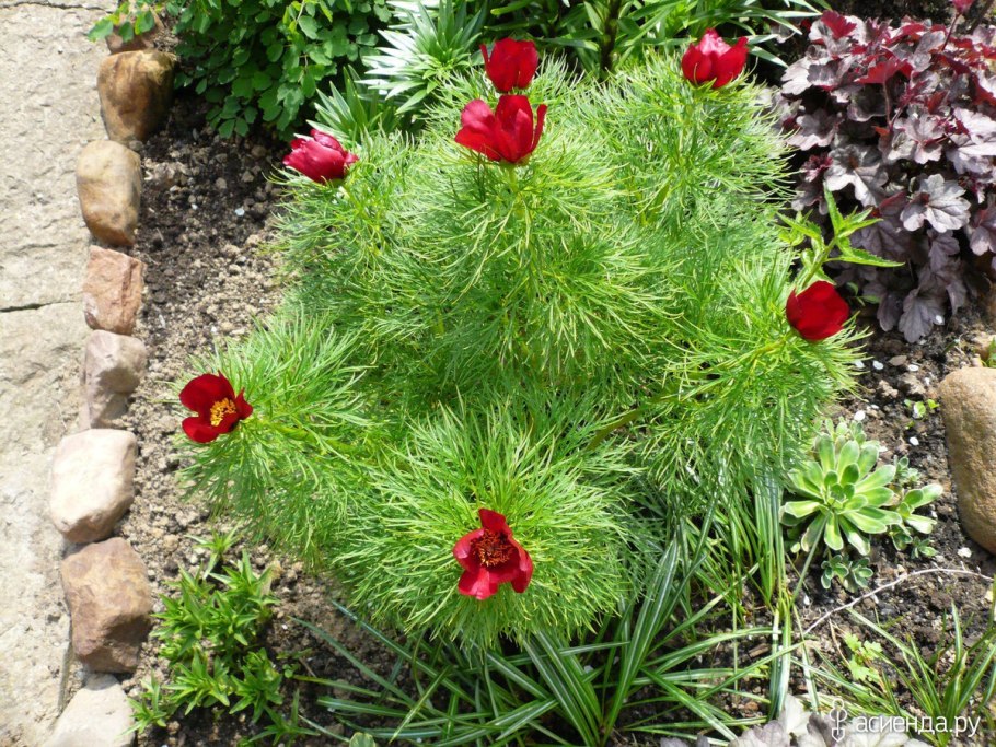 Пион тонколистный Paeonia tenuifolia
