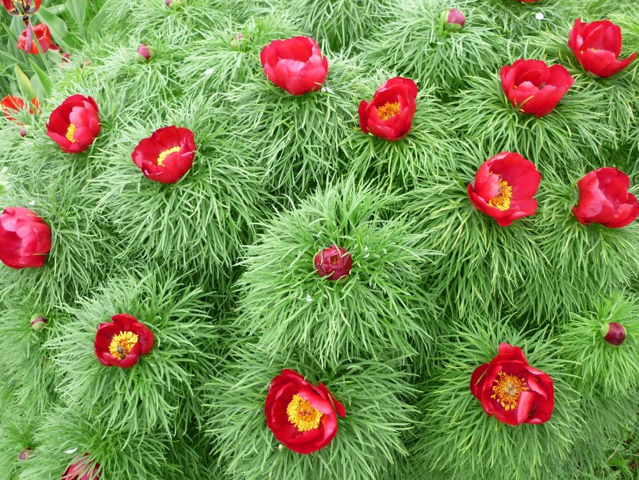 Пион тонколистный всходы