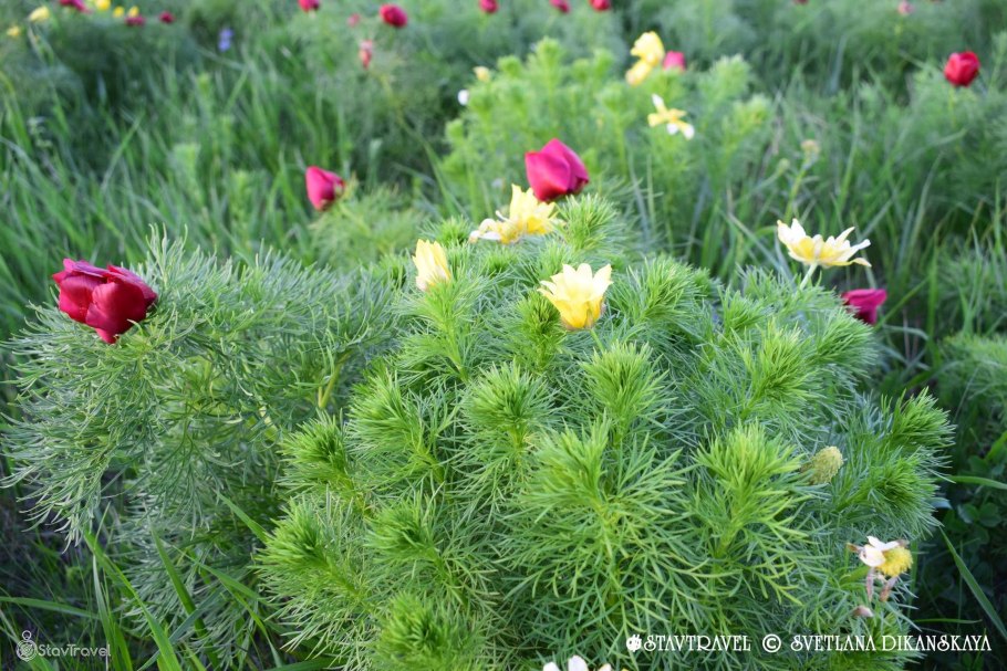 Ноузгей пион тонколистный