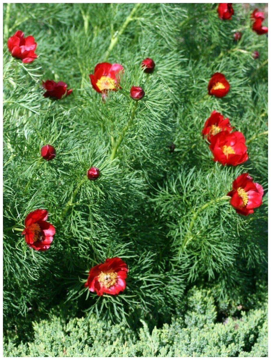 Пион тонколистный Воронец