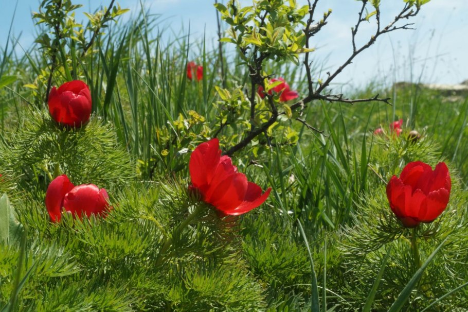 Пион тонколистный (ООПТ)