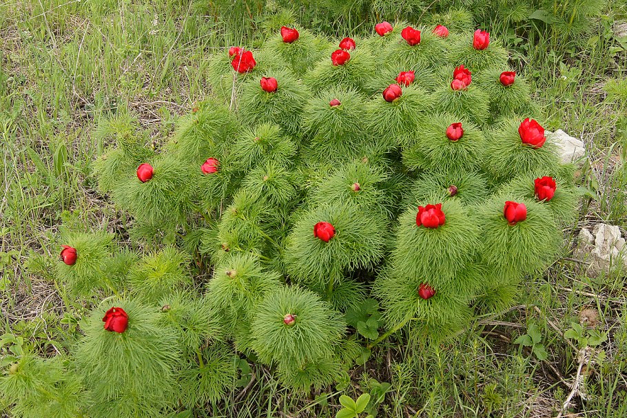Пион тонколистный Воронец