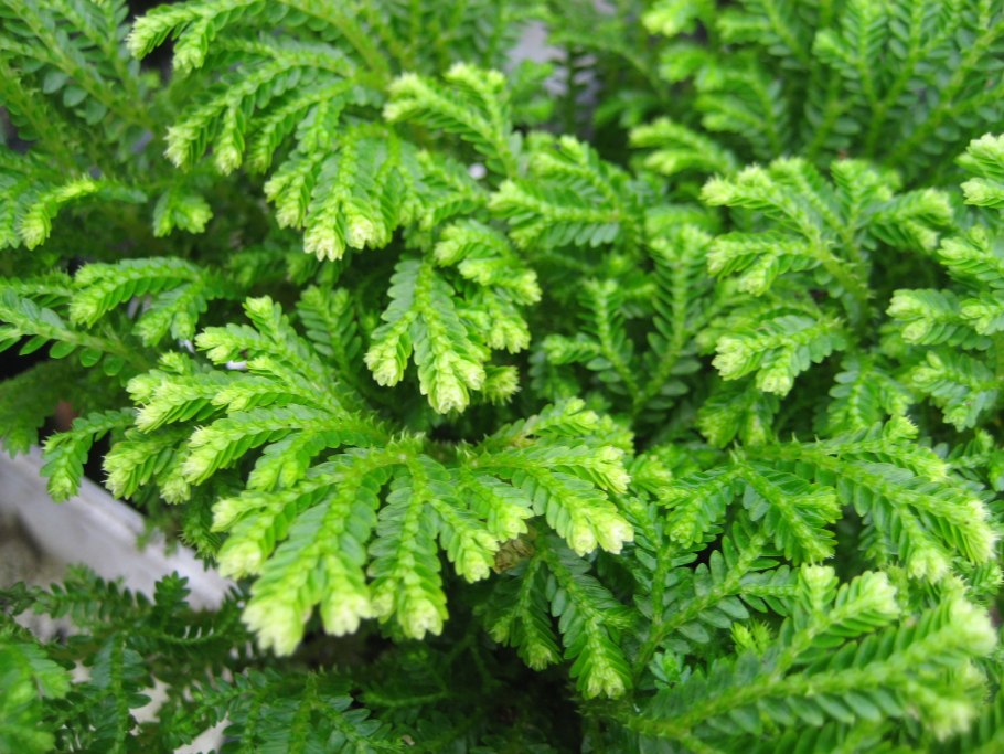 Selaginella martensii