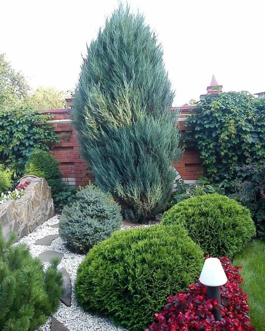 Ель обыкновенная компакта Picea Abies compacta