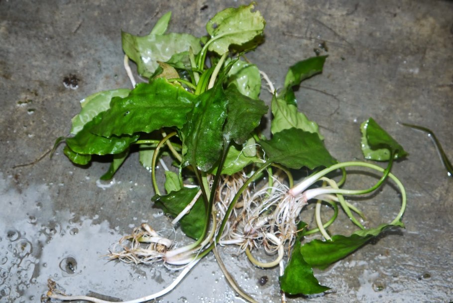 Криптокорина Регина Сильвер Квин