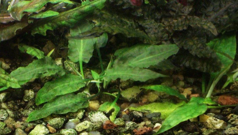 Криптокорина Невилля Cryptocoryne nevillii
