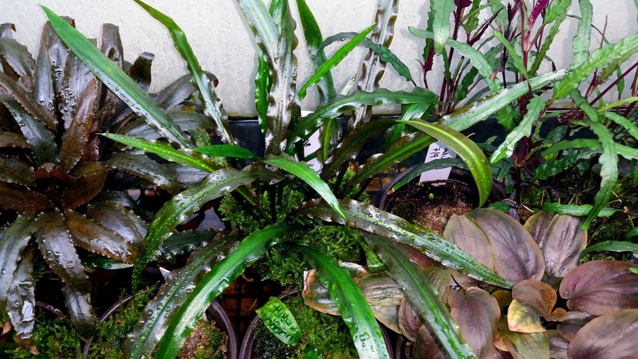 Криптокорина Кактус