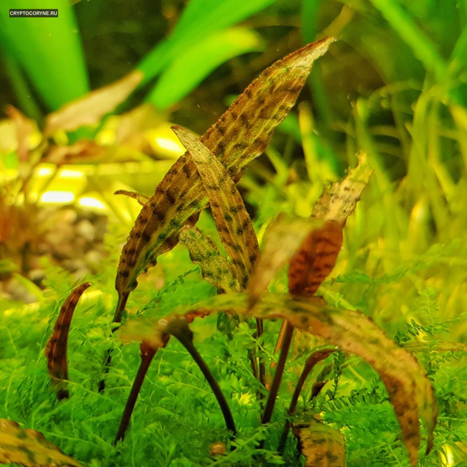Криптокорина волнистая красная Cryptocoryne undulata 'Red'