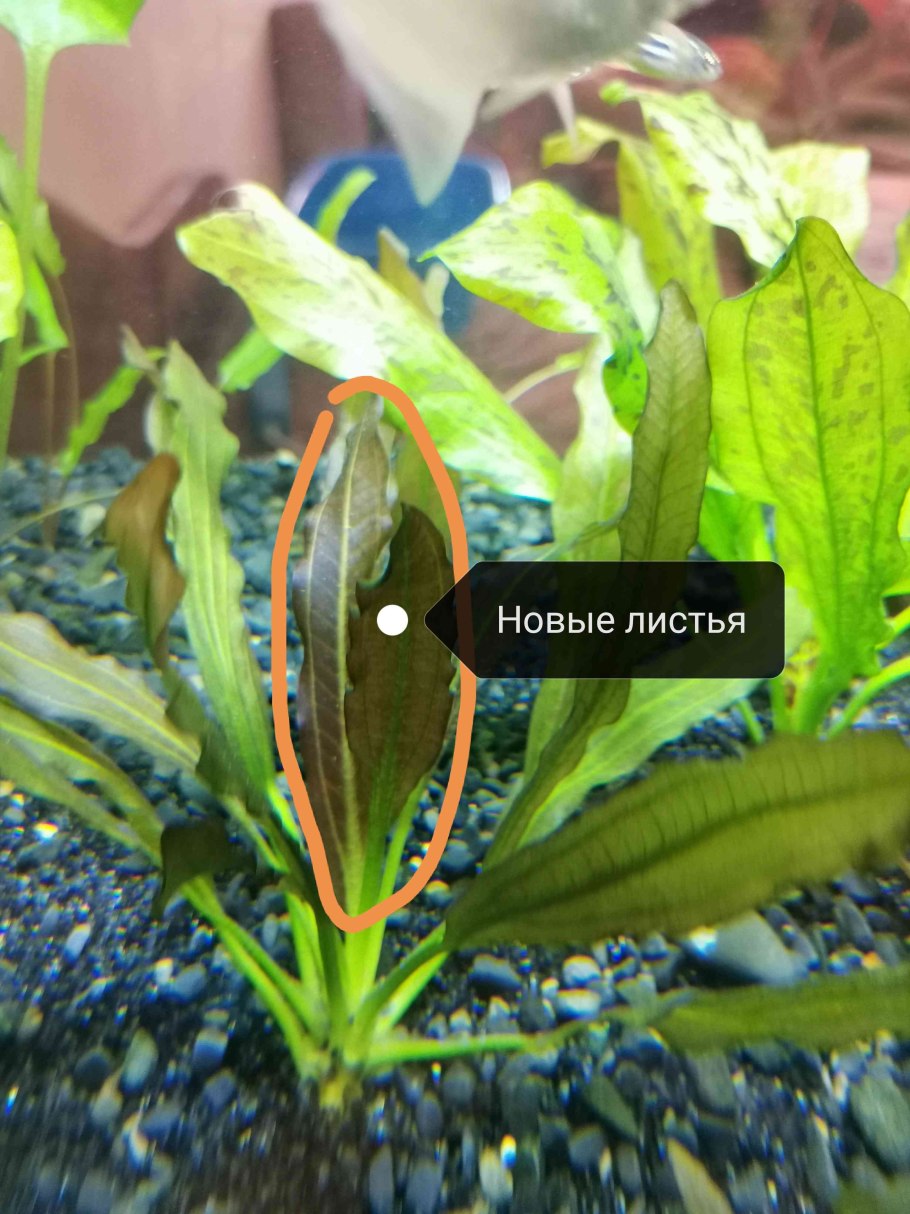 Криптокорина Вендта апоногетонолистная