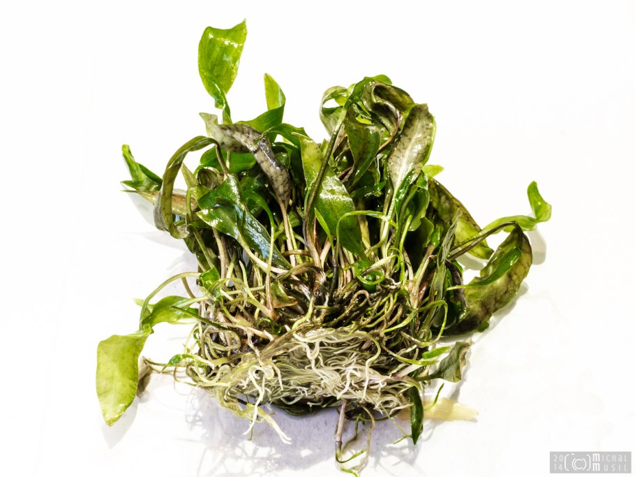 Криптокорина понтедериеволистная