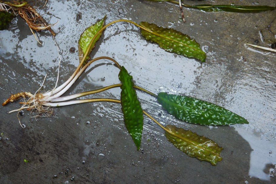 Cryptocoryne elliptica