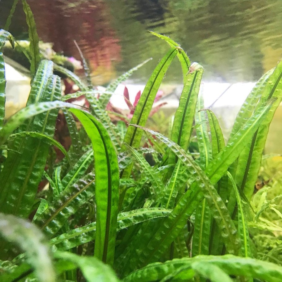 Криптокорина Мельмана (Cryptocoryne moehlmannii)