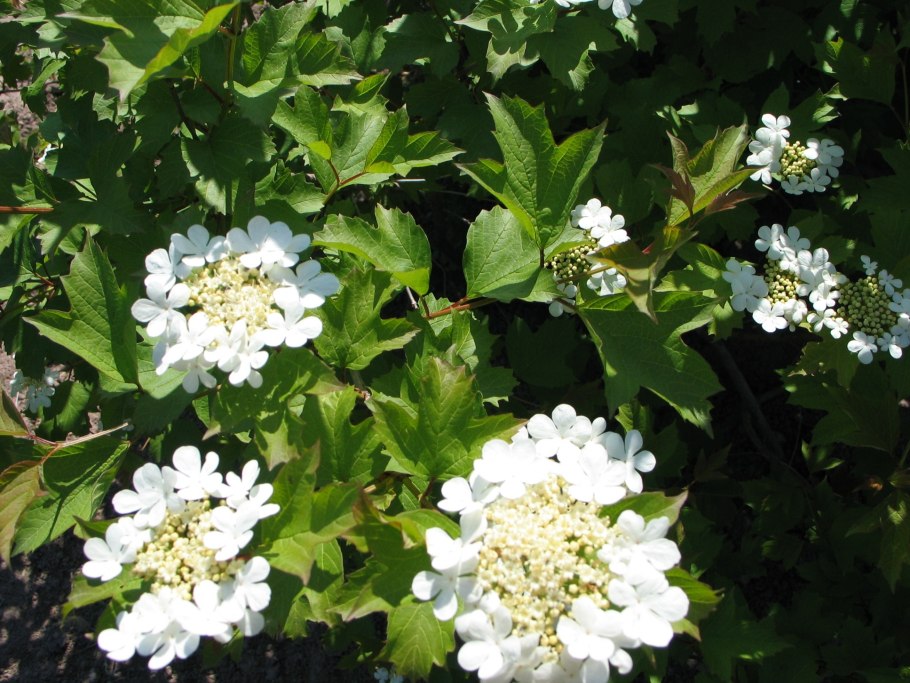 Калина красная Ульгень (с2)