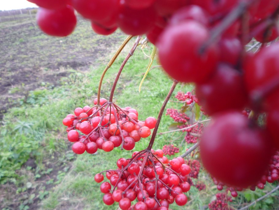 Калина красная дерево