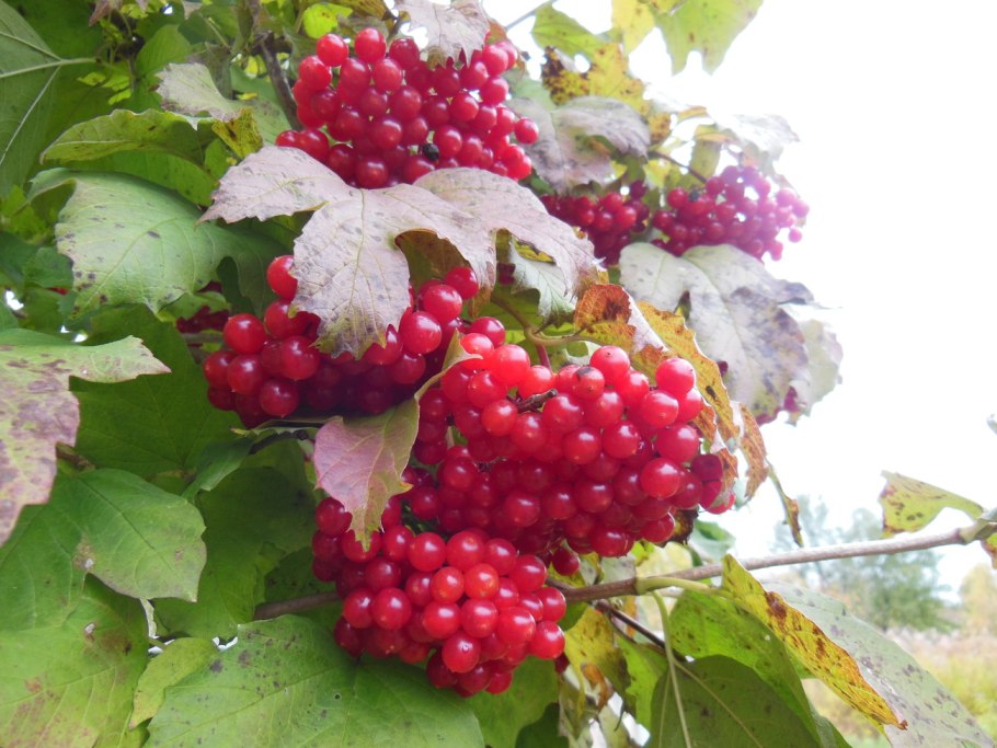 Калина красная обыкновенная