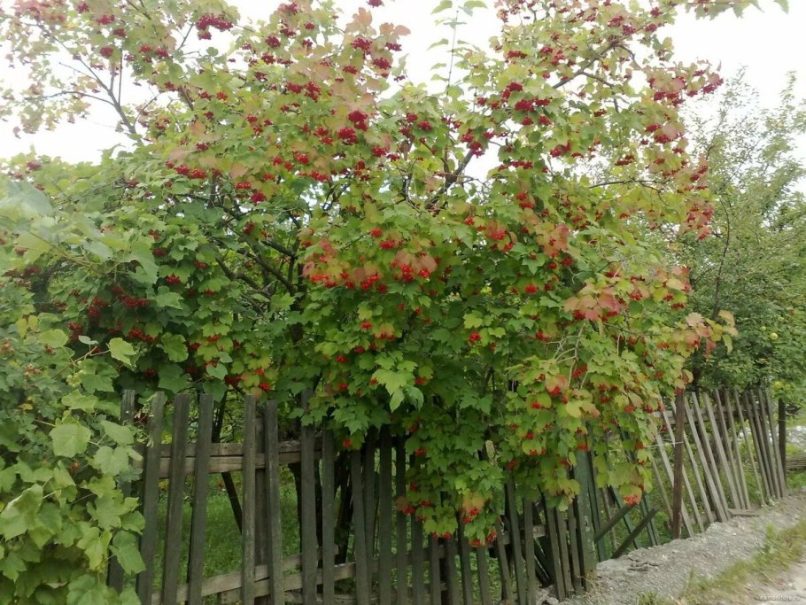 Калина Шукшинская цветет