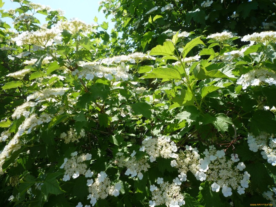 Калина куст