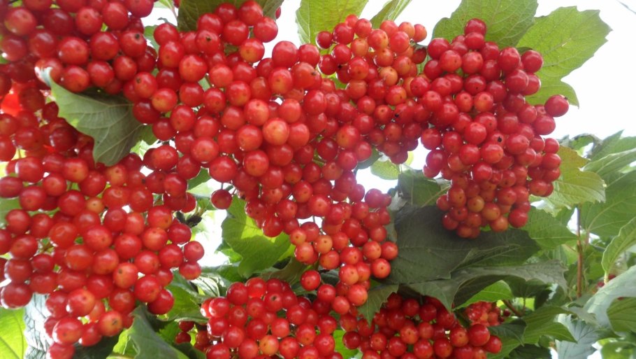Калина (Viburnum)