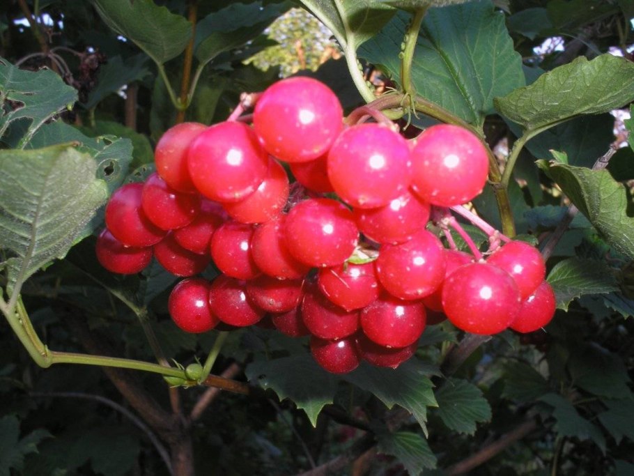 Калинник кустарник