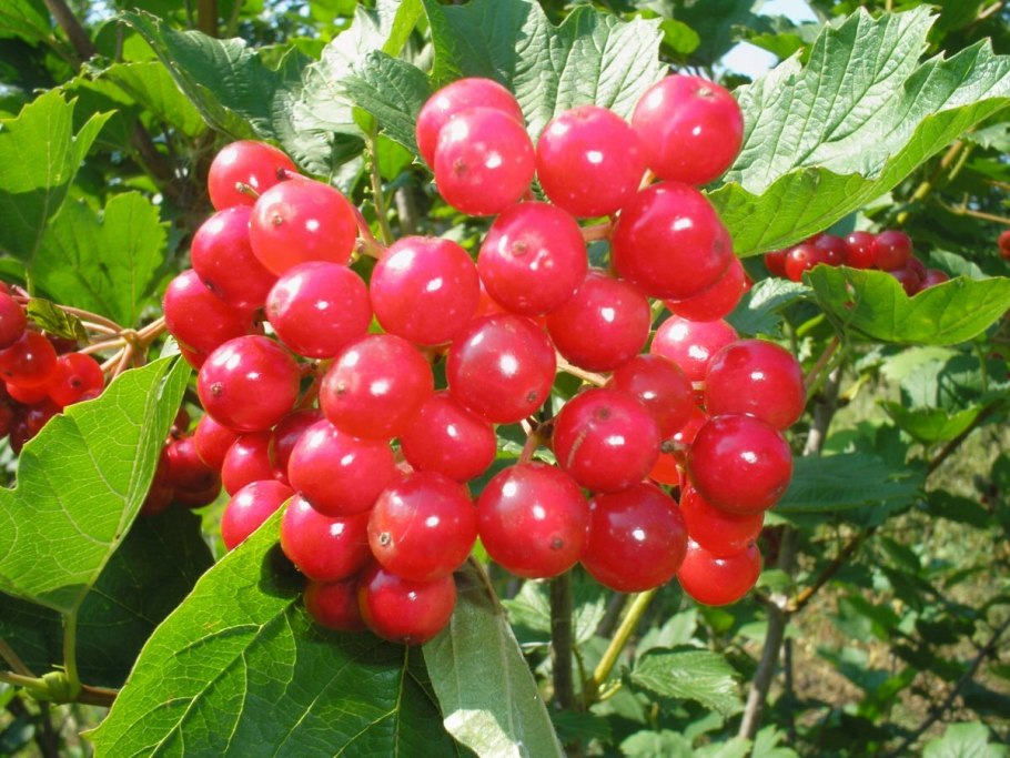 Калина обыкновенная (Viburnum opulus l.)