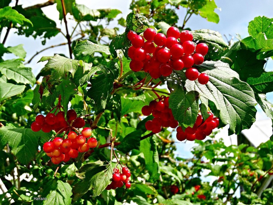 Калина плодовая красная гроздь