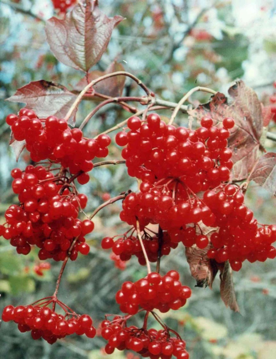 Калина плодовая Жолобовская