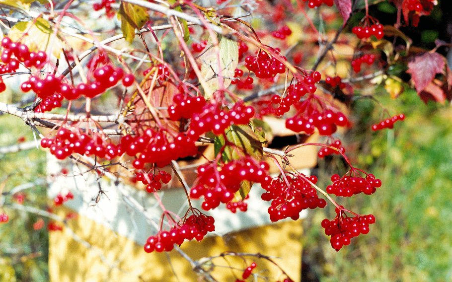 Калина красная Шукшинская