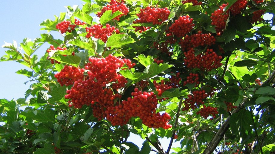 Калина красная Жолобовская